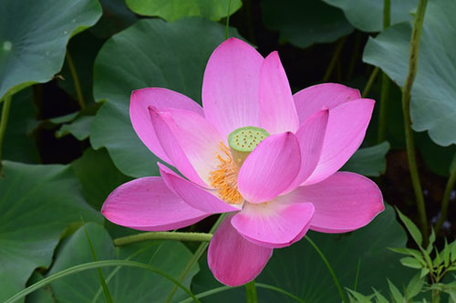 中國9種香的花：一種會為你引路，一種提煉的香精比黃金還貴！