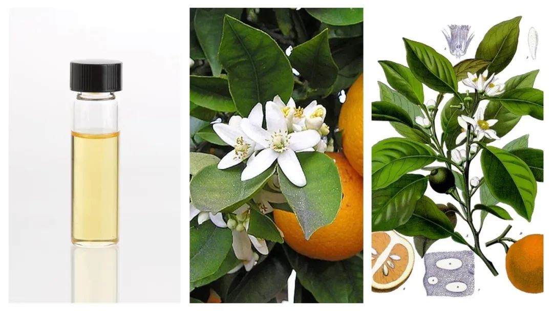調香筆記(8)——50種常見的香水成分:氣味和起源