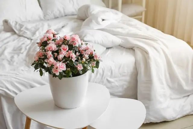 室內種植這幾種植物，讓你的房間充滿芳香，凈化空氣，芬芳室內