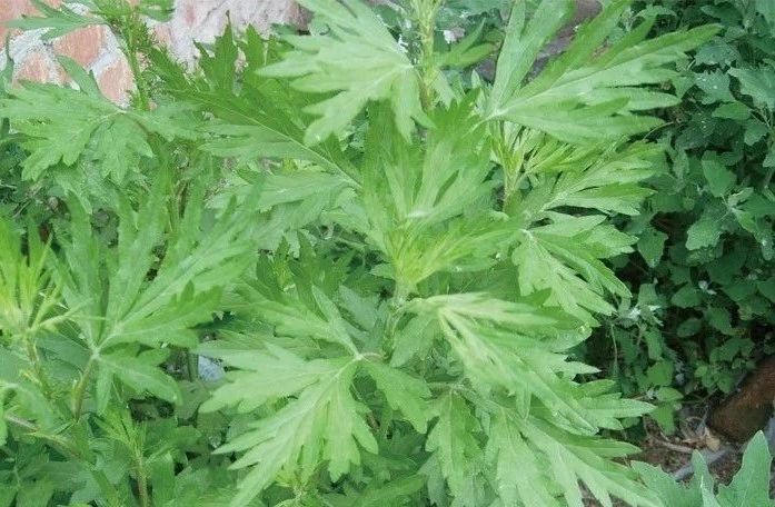 夏天來了，驅蚊的香料有哪些